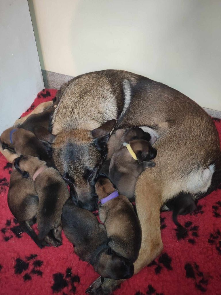 chiot Berger Belge De L'Envol Du Foenix