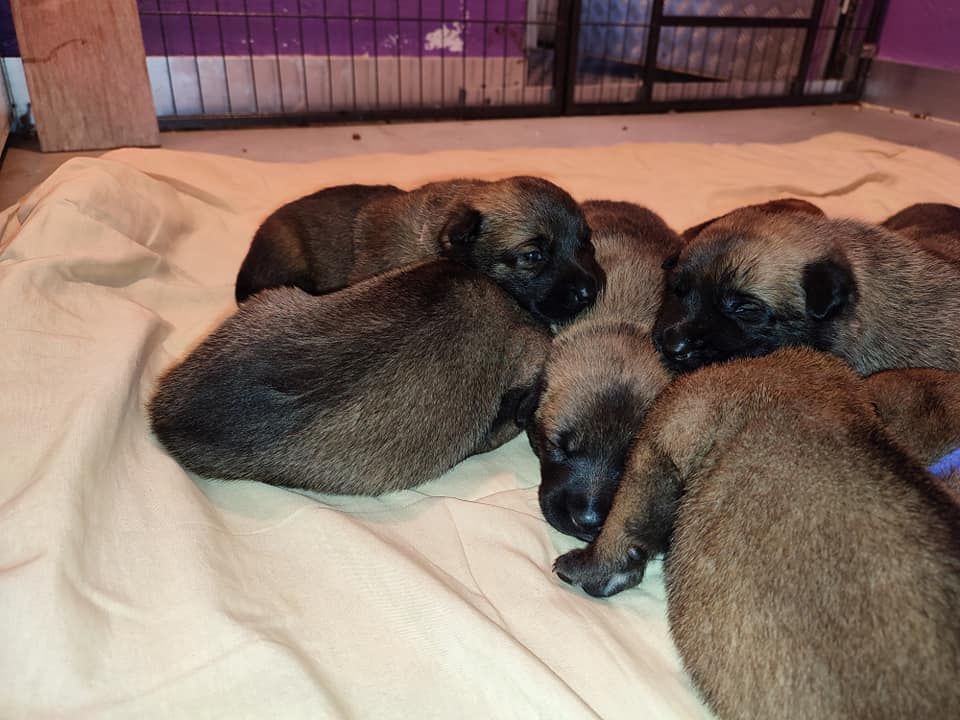 chiot Berger Belge De L'Envol Du Foenix