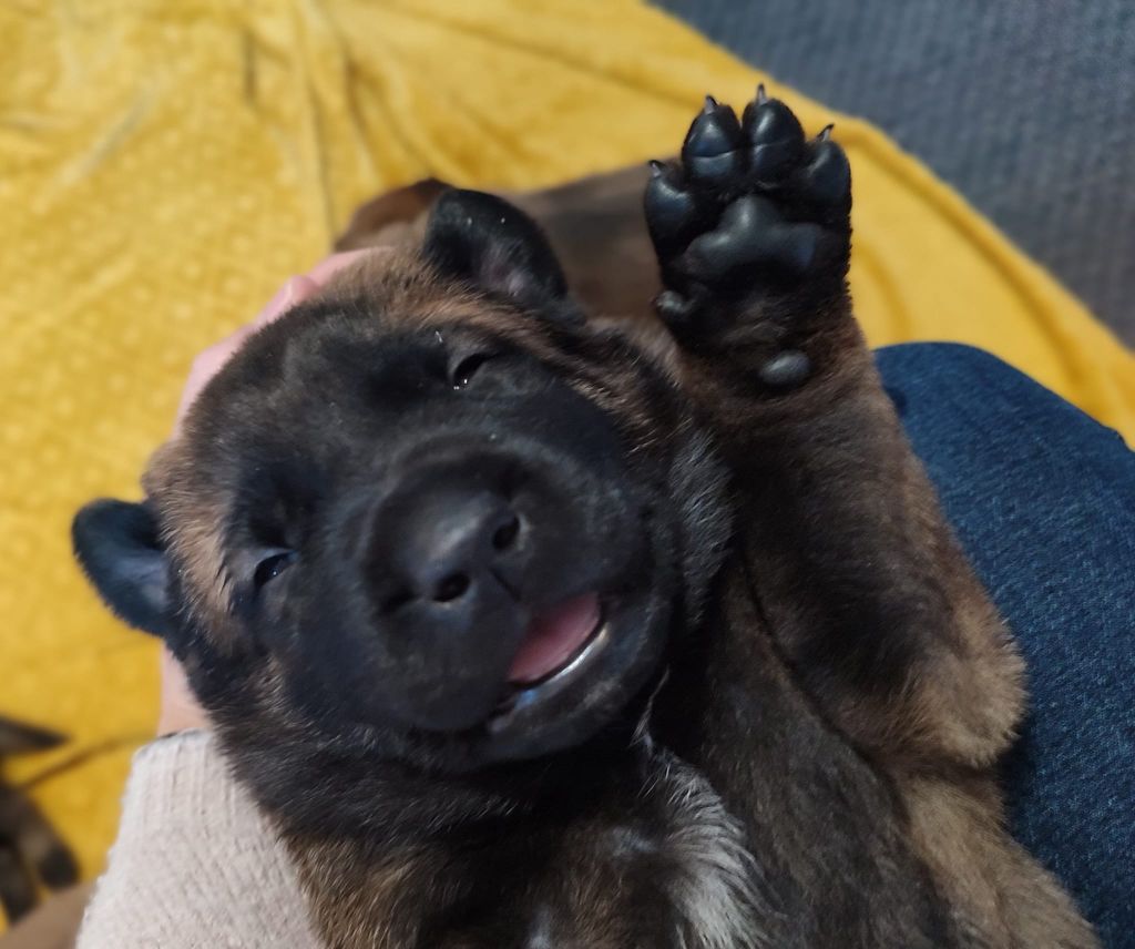 chiot Berger Belge De L'Envol Du Foenix