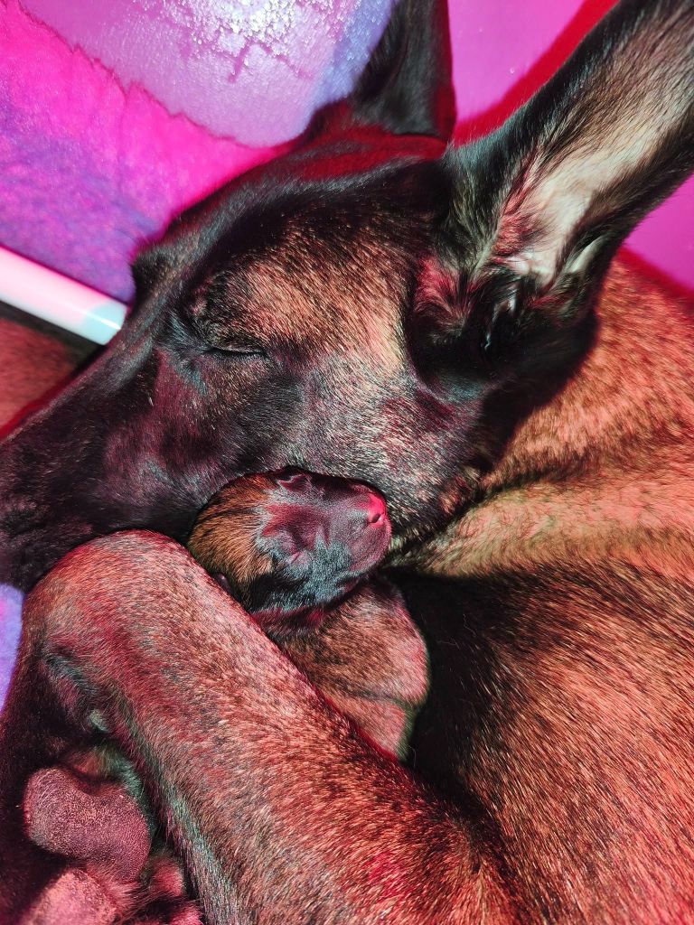 Chiot Berger Belge De L'Envol Du Foenix