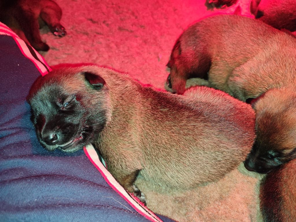 De L'Envol Du Foenix - Chiots disponibles - Berger Belge