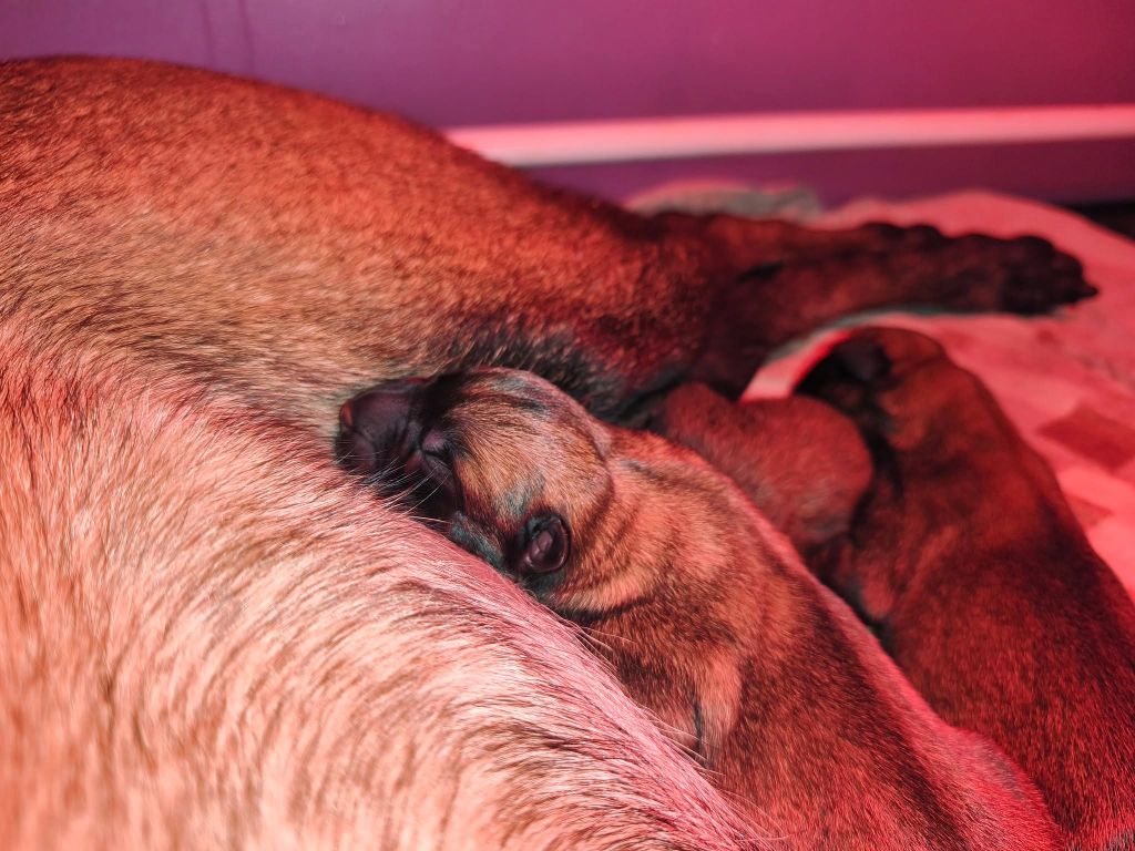 De L'Envol Du Foenix - Chiots disponibles - Berger Belge