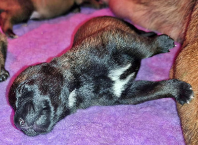 Chiot N°2