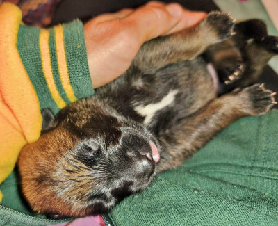Chiot N°3