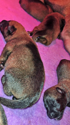 Chiot N°4