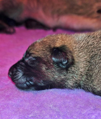 Chiot N°5