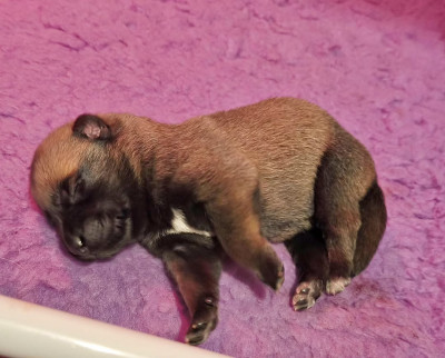 Chiot N°6