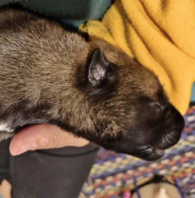 Chiot N°7