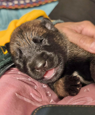 Chiot N°8