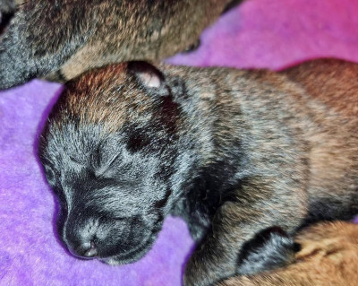 Chiot N°9