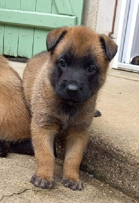 CHIOT 1